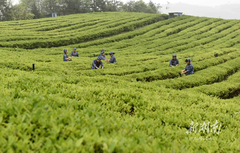 4月2日,藍山縣三峰茶業有限公司百疊嶺茶葉基地,茶農在採摘明前茶.