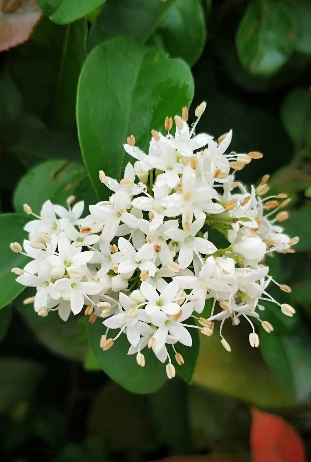 山茶香陈锋 摄洁白无瑕有琼花吴振根 摄若谷 摄黄木香花寄相思夏性承