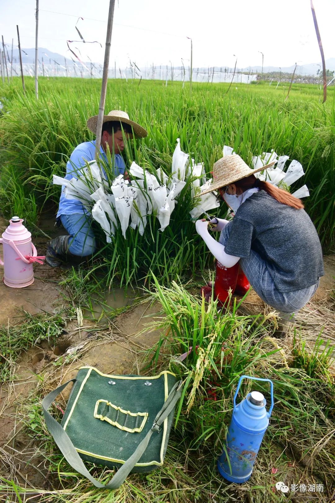 水稻人工授粉图片图片