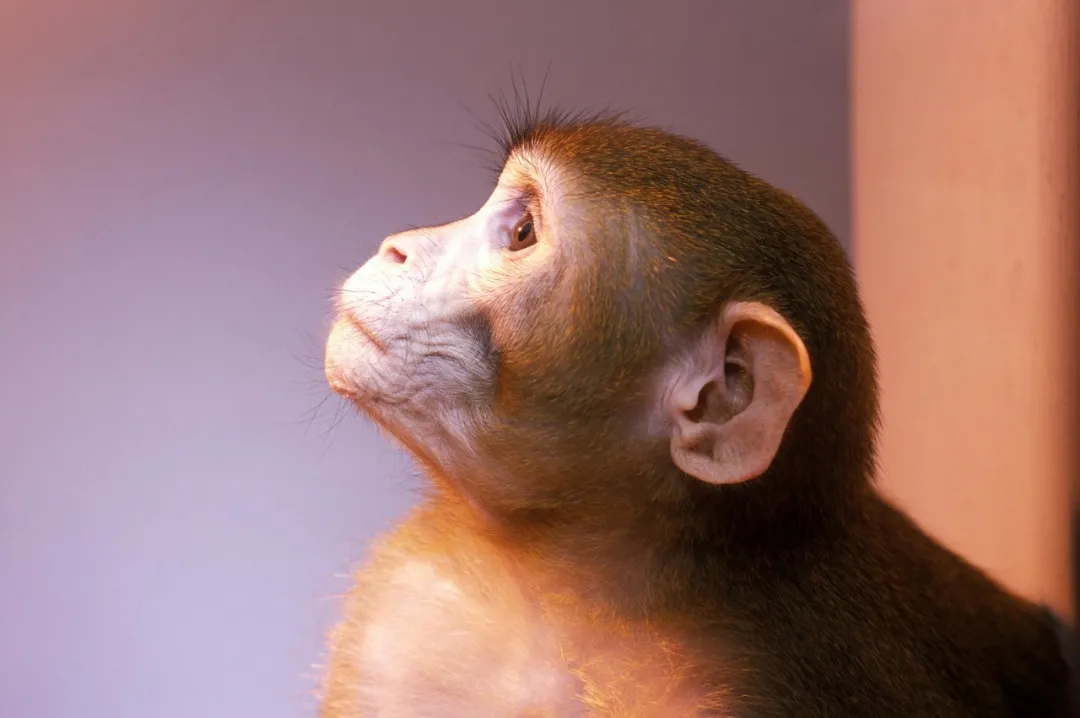 “人-猴混合胚胎”意味着什么？