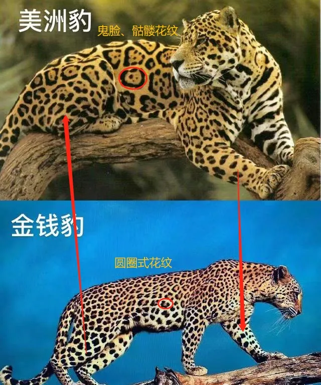 网传群狗撕咬豹子视频系2019年发布实为美洲豹