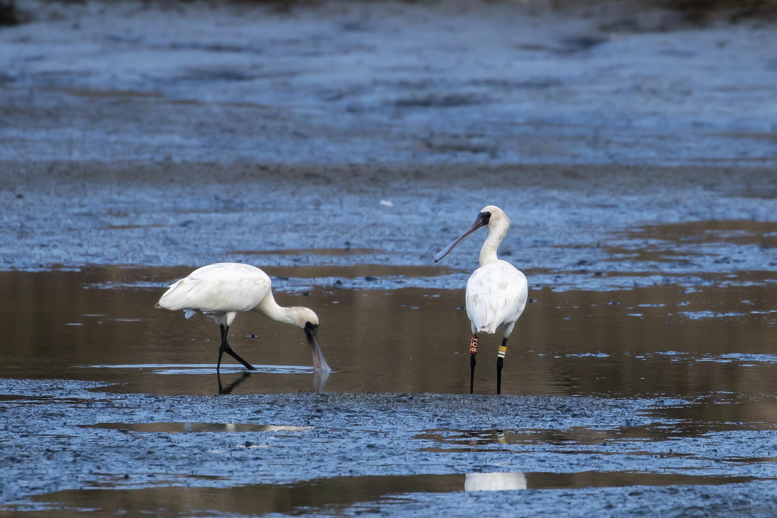 广东践行绿色发展理念,全面加强湿地资源保护,切实加强野生动物资源管