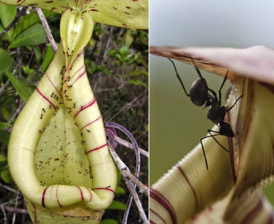 它们捕虫笼的笼口一般艳丽且有蜜,还打滑,沿着笼口取食的蚂蚁一不小心