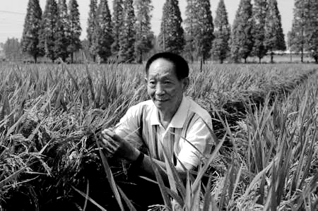 心系苍生的大地赤子 ——追忆“杂交水稻之父”袁隆平院士之二