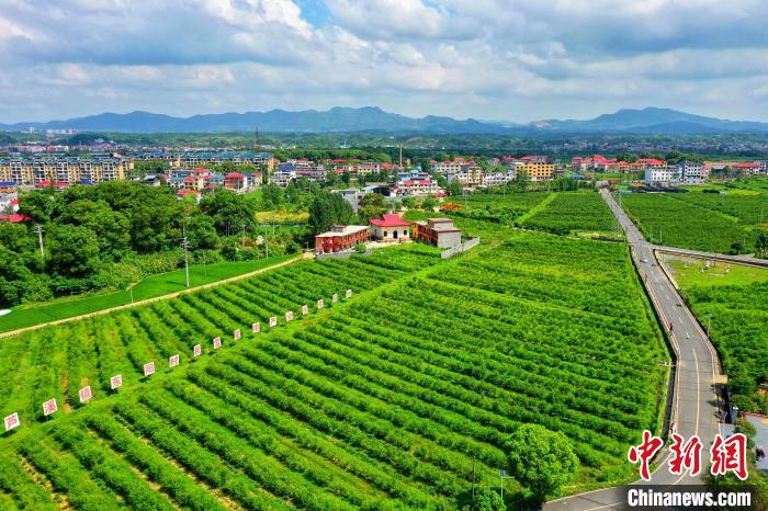 航拍夏日江西芦溪秀美乡村:生态果树种植助力乡村振兴