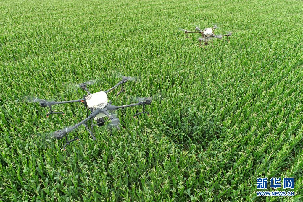 8月8日,植保無人機在鄂托克前旗上海廟鎮高標準農田作業(無人機宅片