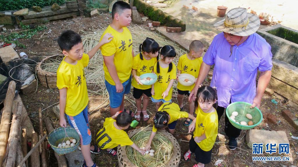 8月15日,黄炳洪和孩子们在鸡窝捡鸡蛋.      新华社发(周义 摄)
