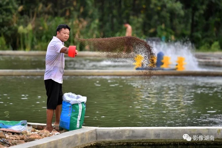 8月20日,资兴市三都镇石拱村,退水上岸渔民谢志林在养殖基地投喂鱼食.