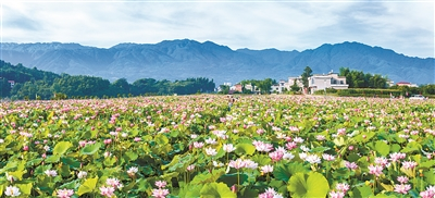 (新宁县回龙镇低坪村,太空莲竞相绽放.