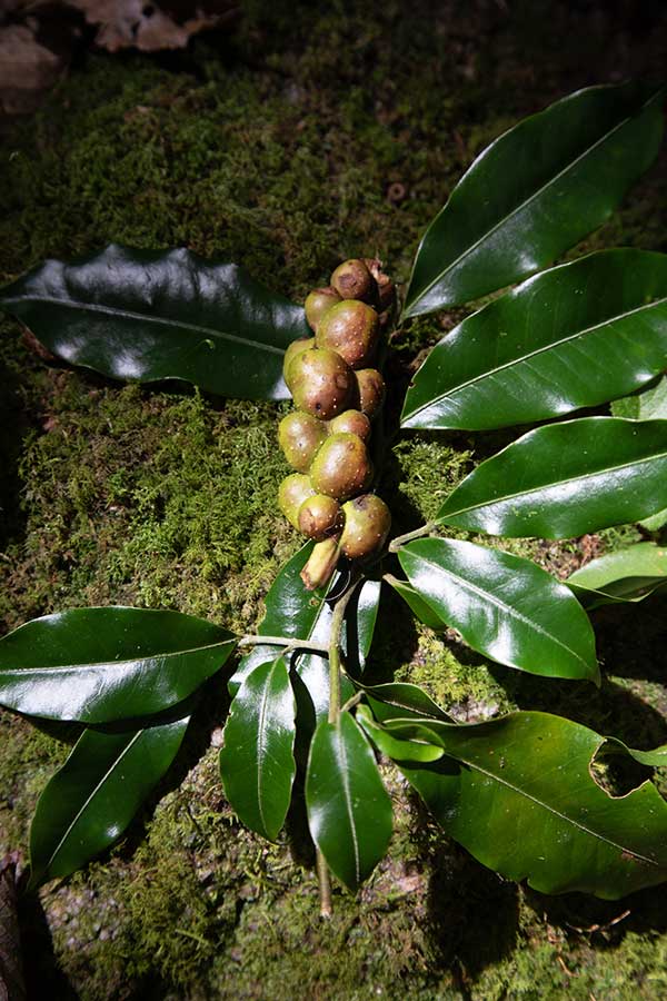 春华秋实云南耿马最大一棵长蕊木兰正值盛果期