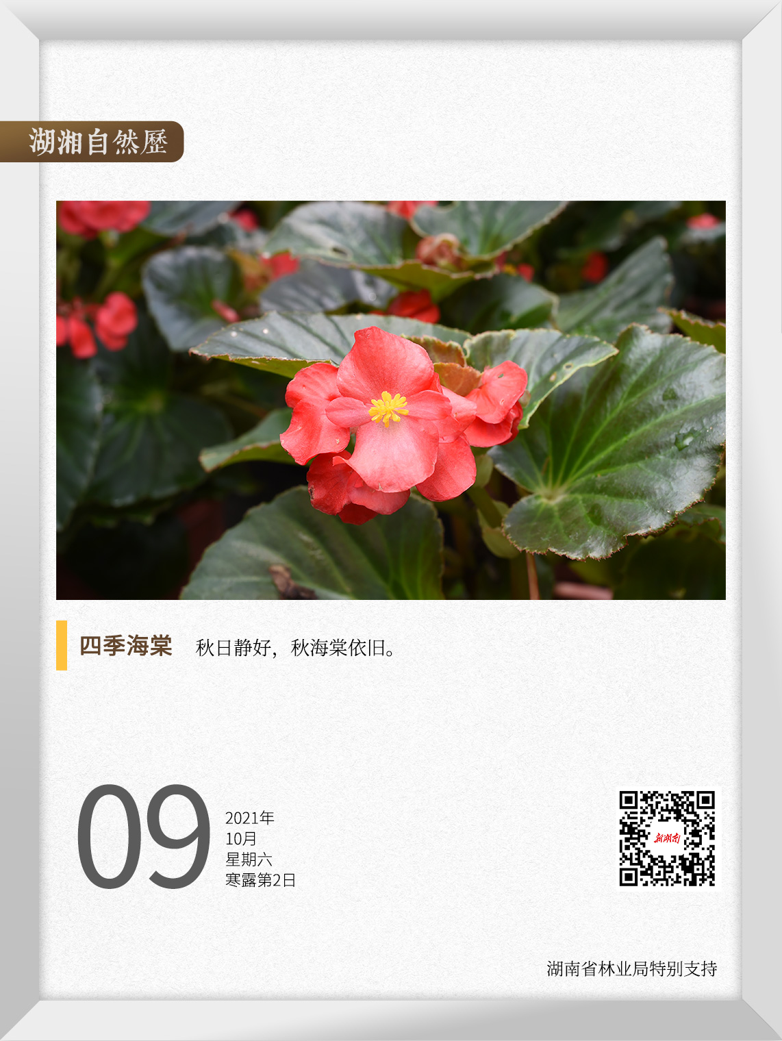 湖湘自然历丨秋海棠是海棠吗 新湖南