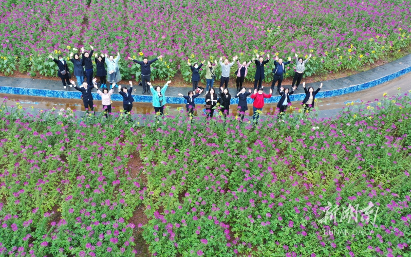 茶乡花海秋色美 资讯 新湖南