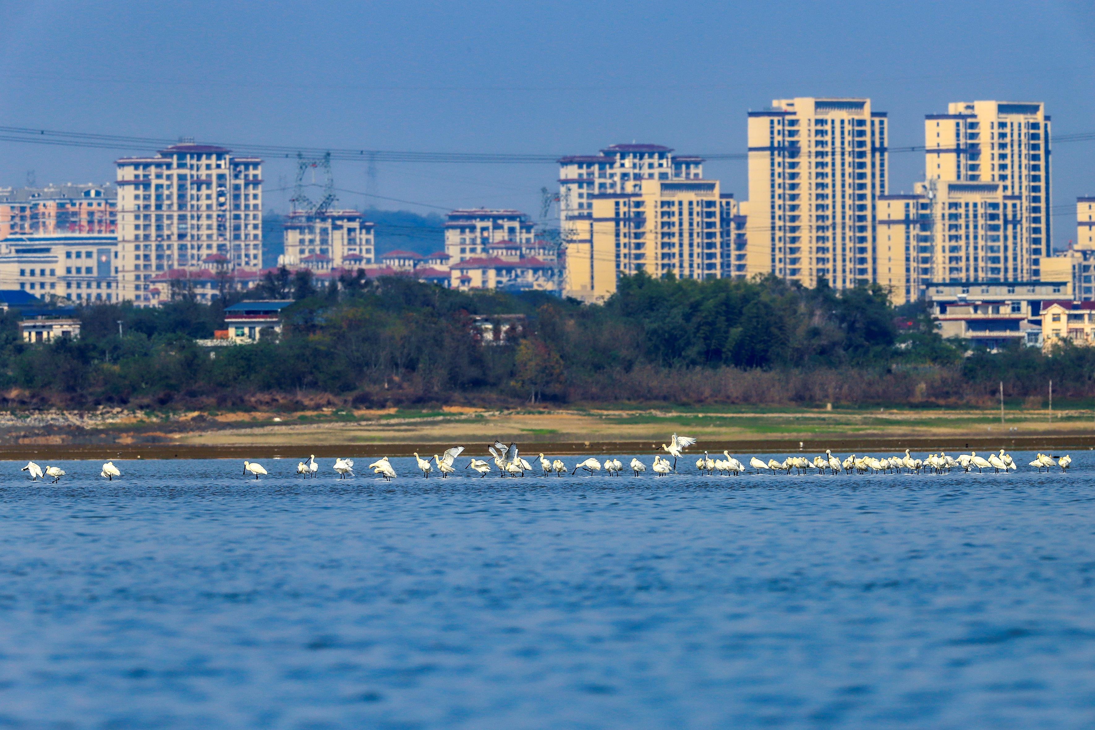 候鸟抵达越冬 点击查收来自鄱阳湖的自然之美→-新湖南