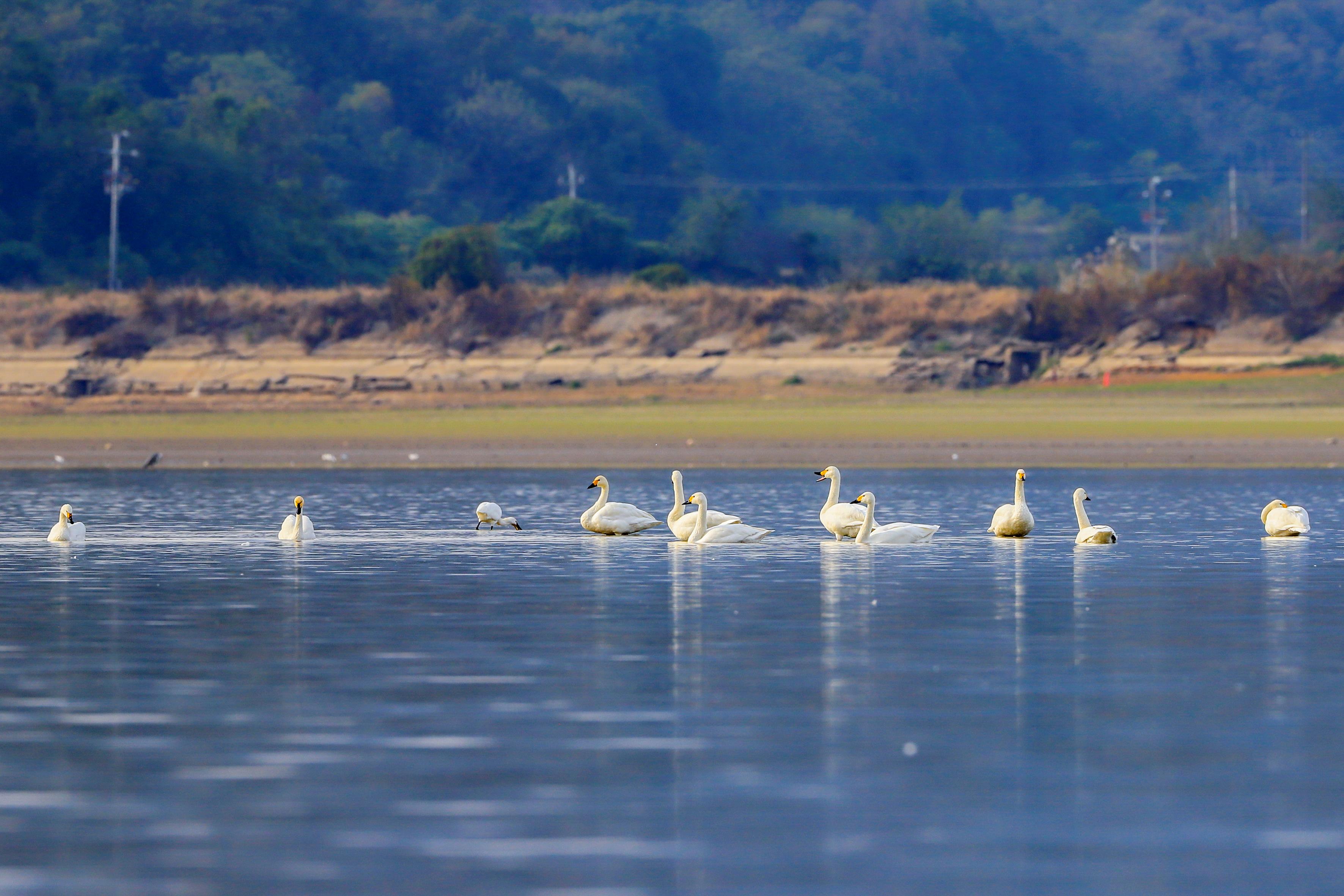 国家一级保护动物,江西省"省鸟"白鹤在鄱阳湖湿地上空飞翔.(张玉 摄)