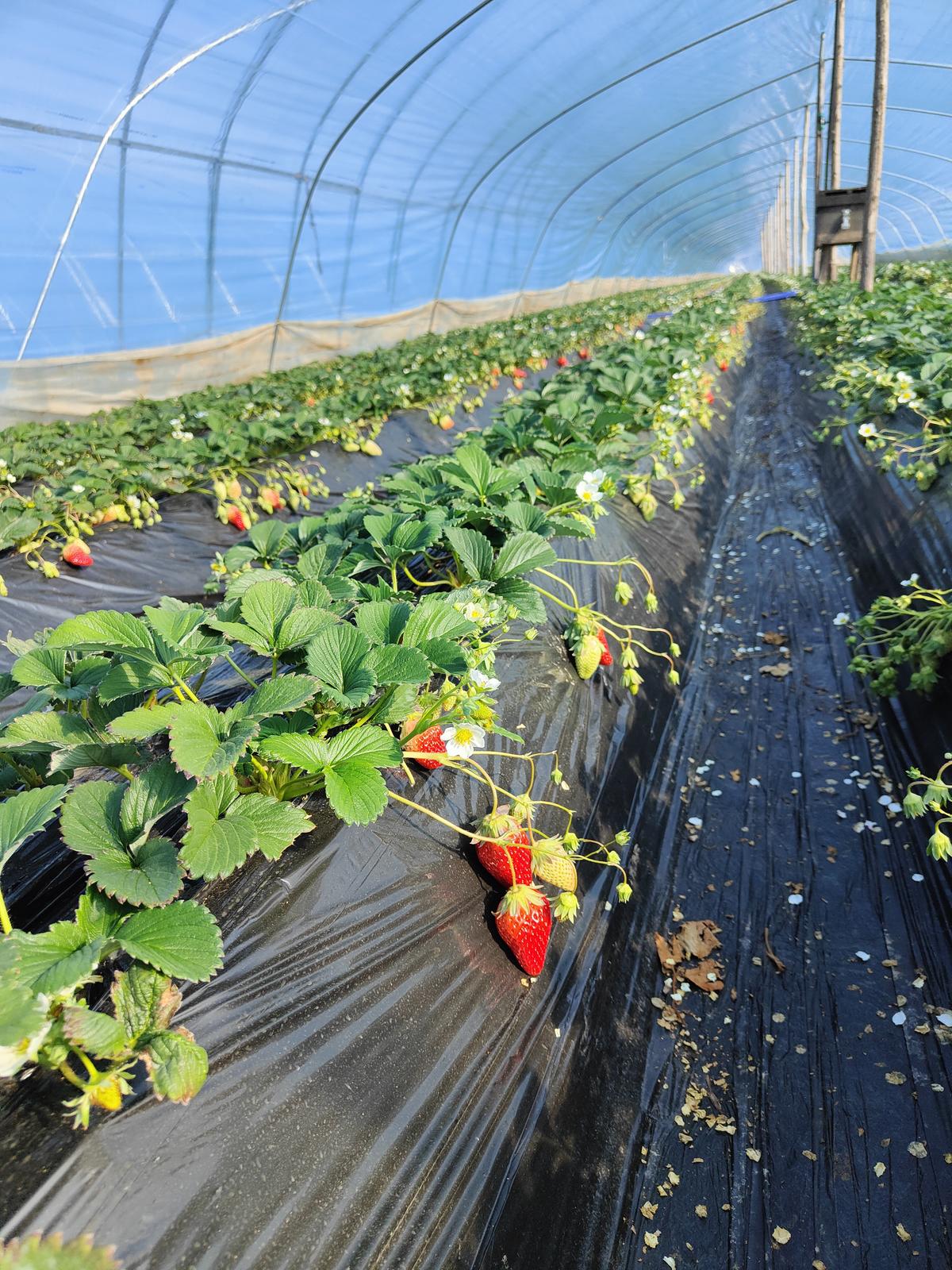 老鼠是不吃草莓的,只是喜欢吃草莓表皮的籽,如果大棚内有老鼠,不少