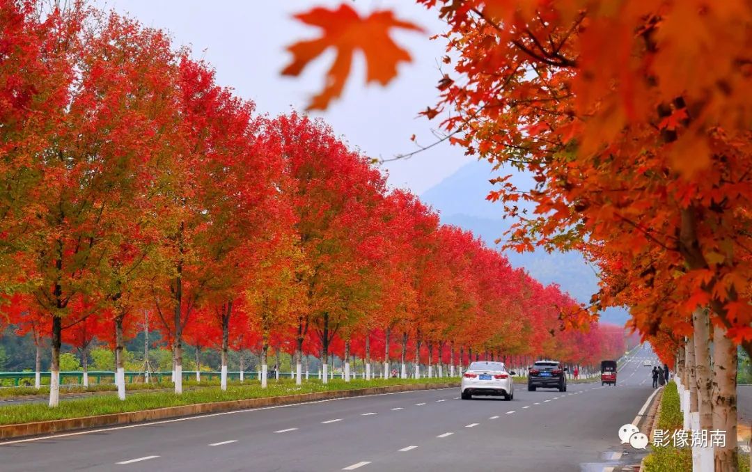 8公里的红枫大道"热情"似火,绚丽夺目.