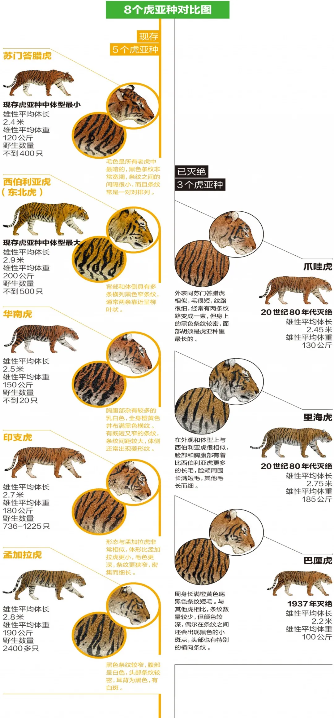我校团队量化了东北虎豹国家公园虎豹数量的恢复潜力-东北林业大学新闻网