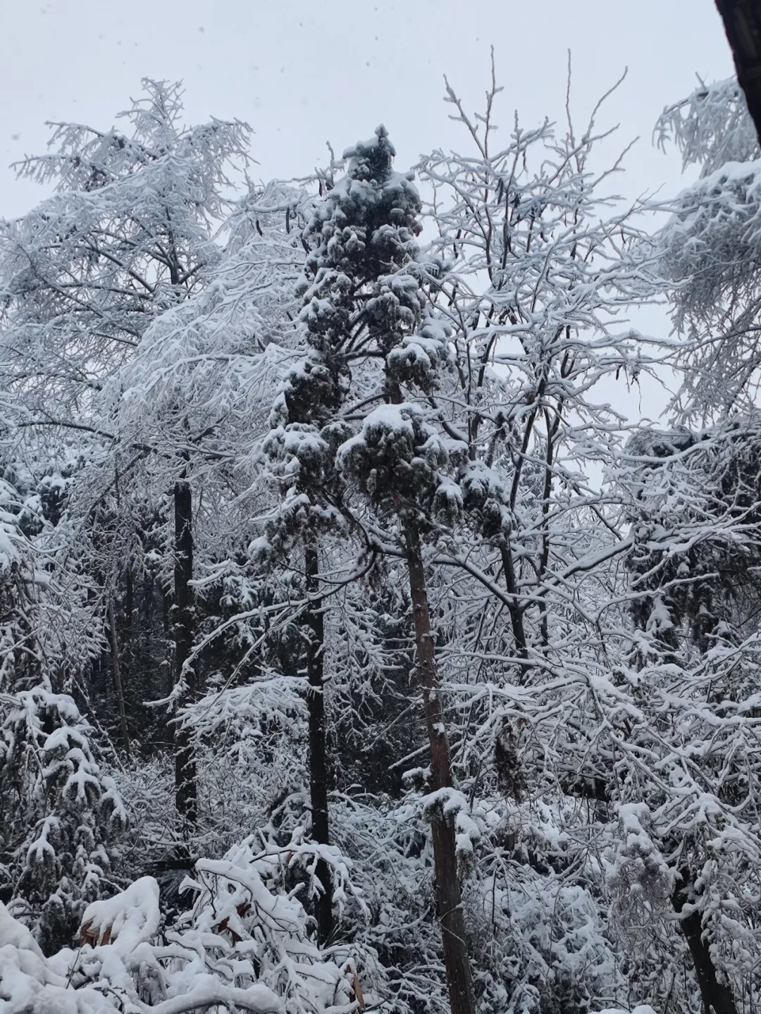 长沙又双叒叕下雪了!