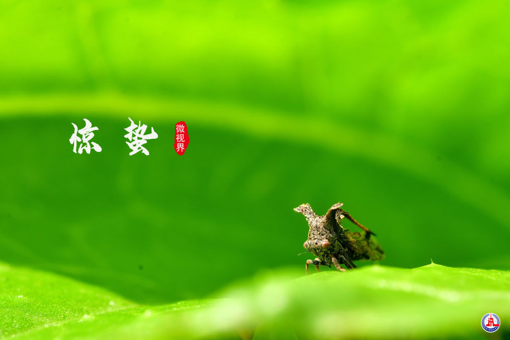 惊蛰,小可爱们出动了-新湖南