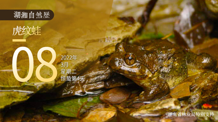 湖湘自然历丨蛙中“猛虎”，却曾面临过度捕杀
