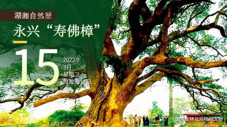 湖湘自然历丨年轮里的故事④“无量寿佛”栽下的长寿树