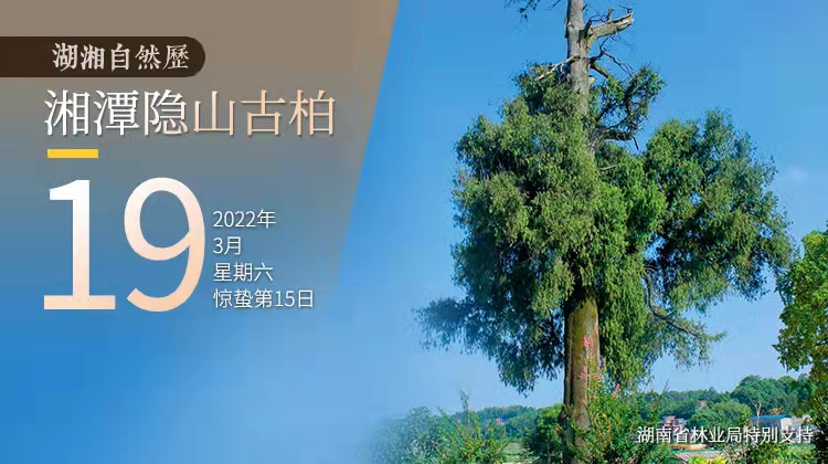 湖湘自然历丨年轮里的故事⑧一棵树，见证湖湘文脉传承