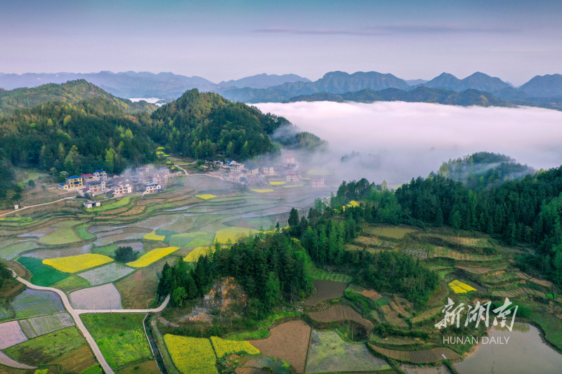曾祥辉 摄3月27日,澧县火连坡镇三元村满目金黄.