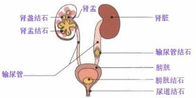 多喝水！守护好夏季的“泌”密