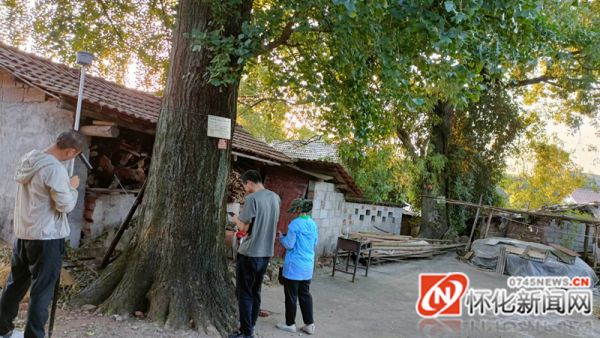 怀化在城区开展名木古树调查 将制作古树名木牌依法保护 - 市州精选 - 湖南在线 - 华声在线