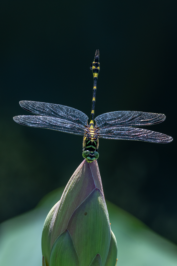 湖南摄影师追逐蜻蜓20年照片美得不像话