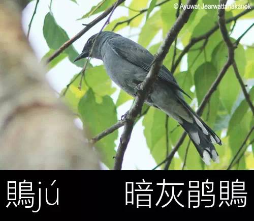 环保科普 | 鹡鹚鹬鵙鹩鹛鹮鸺鹠鹪鹩䴙䴘——这都是些什么鸟？
