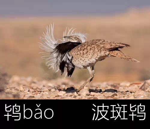 环保科普 | 鹡鹚鹬鵙鹩鹛鹮鸺鹠鹪鹩䴙䴘——这都是些什么鸟？