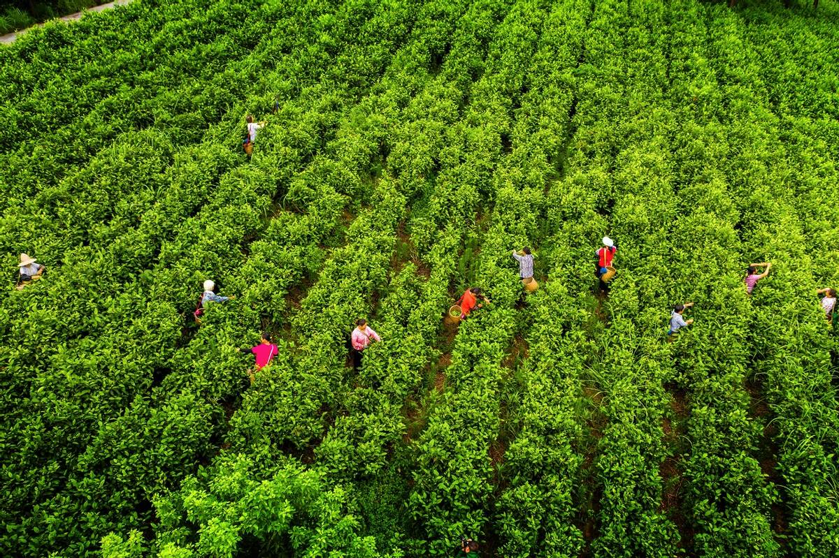 莽山红茶丨茶旅融合 活色生香——2022湖南茶叶乡村振兴“十佳茶旅融合特色景区”