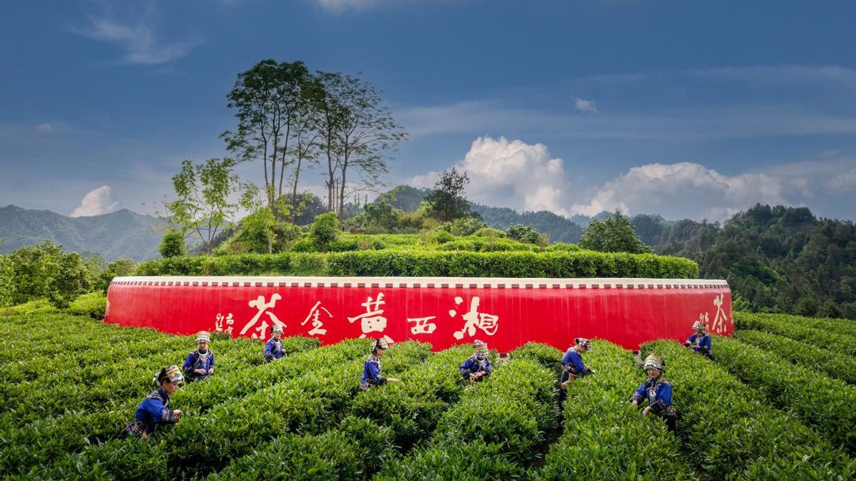 只此青绿重于黄金万两——2022湖南茶叶乡村振兴“十大茶旅融合示范县”之吉首市