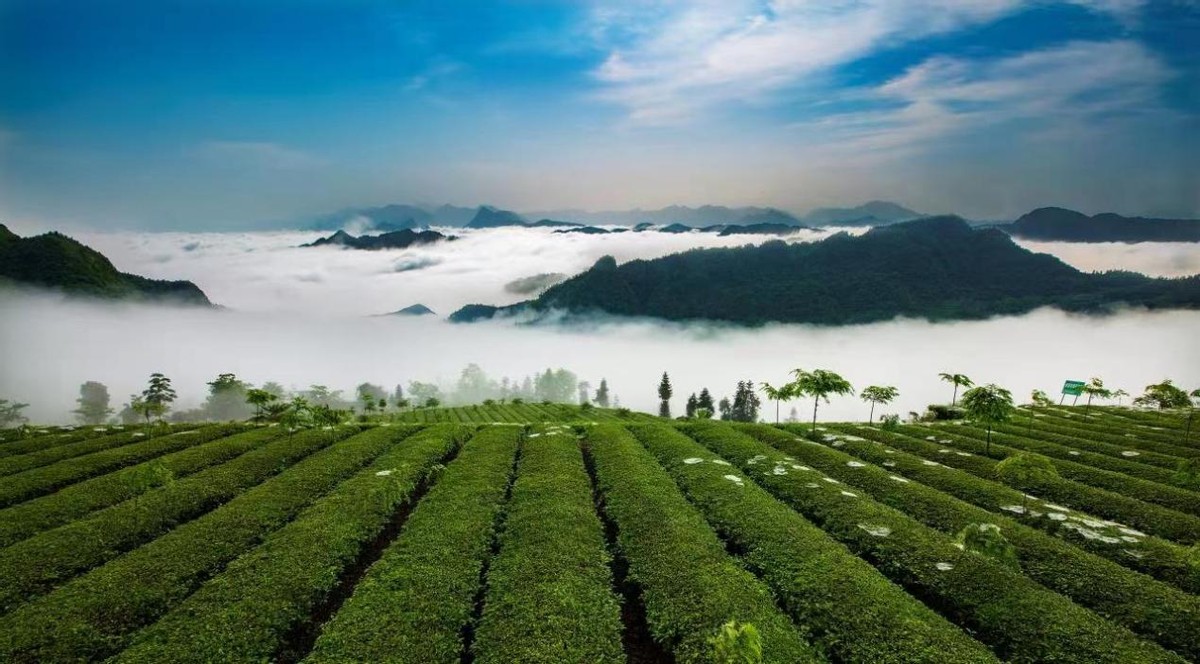 红、绿、白的交响——“十大茶旅融合示范县”之桑植县