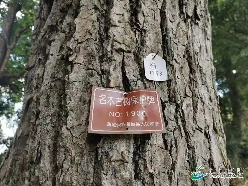 留住美丽乡愁 怀化通道县开展古树名木保护行动