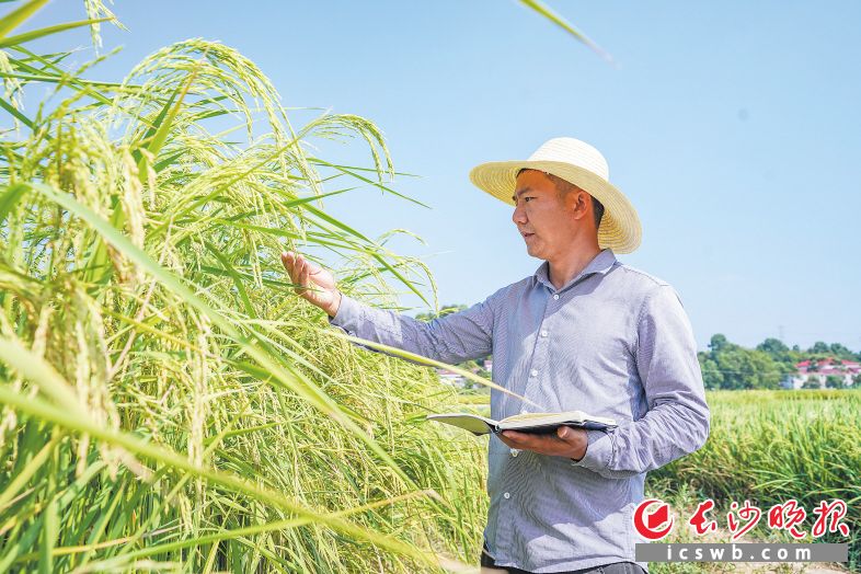 稻浪比人高 禾下可乘凉 - 三湘万象 - 湖南在线 - 华声在线