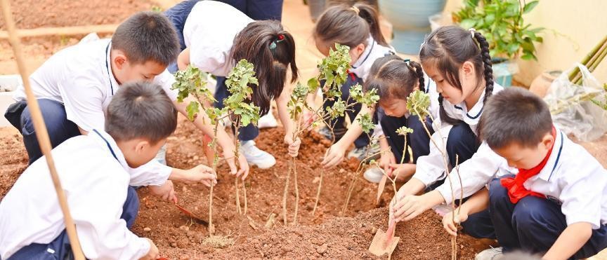 雨花区泰禹第二小学2102星澜中队开展中草药种植实践活动