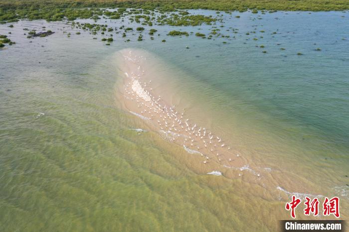 【美丽中国·网络媒体生态行】广西北海金海湾红树林 “海上森林”白鹭飞舞 - 看点 - 华声在线