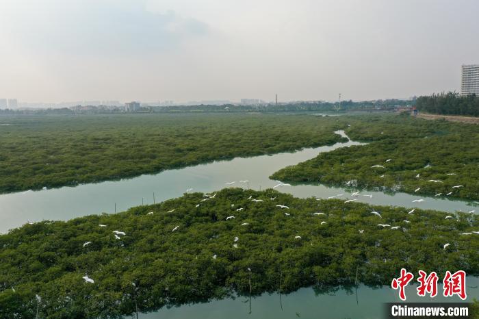 【美丽中国·网络媒体生态行】广西北海金海湾红树林 “海上森林”白鹭飞舞 - 看点 - 华声在线