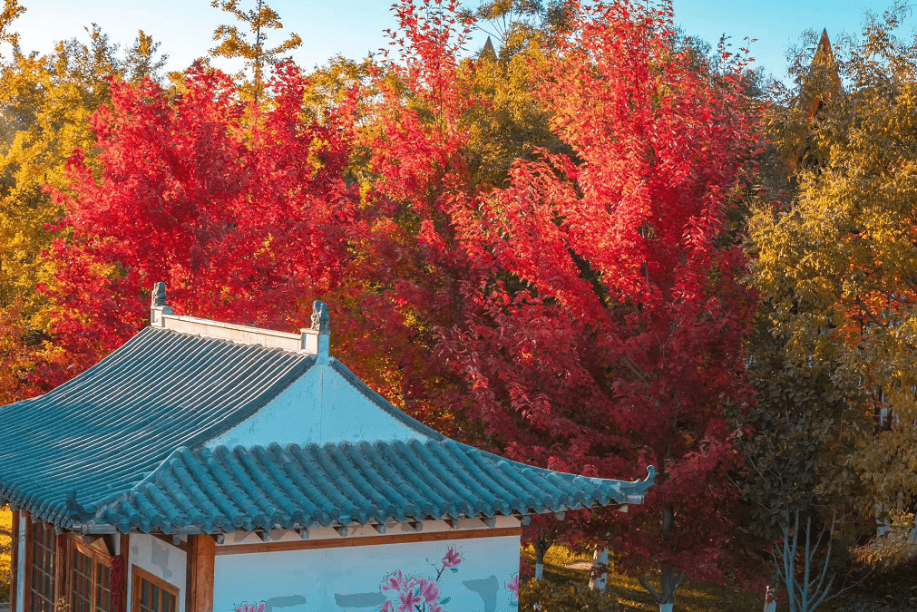 北京世园会红叶图片