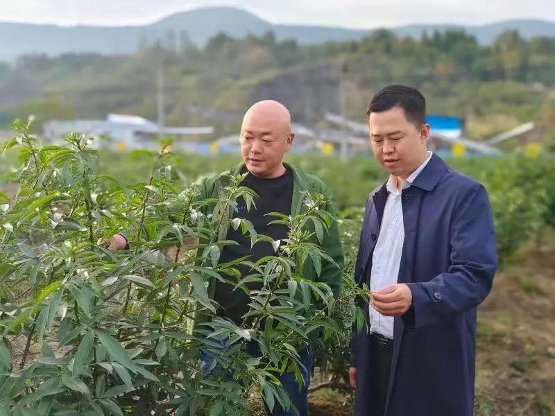 小小藤椒 绿了山坡 鼓了腰包