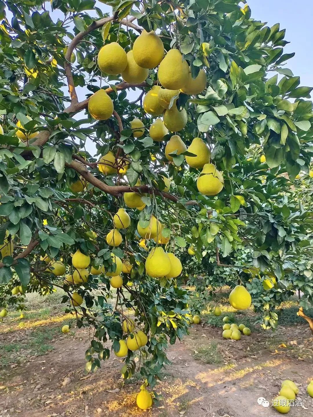“金柚之乡”梅州最古老的柚树在哪里？跟着南方+来尝金柚第一味_南方plus_南方+