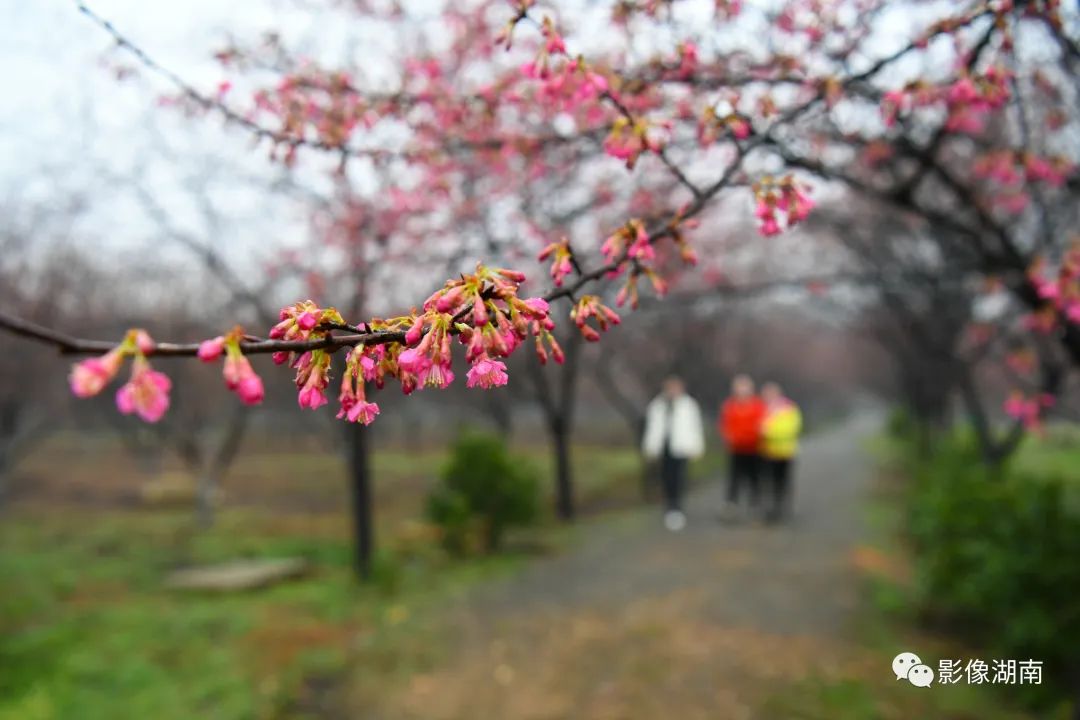 春天来了，湖南开启“花花世界”