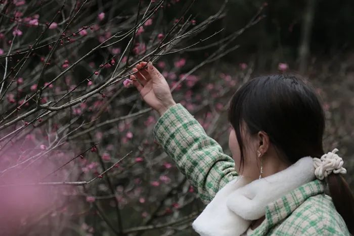 黄石寨：梅花引来春风度 柔芳正好踏青时