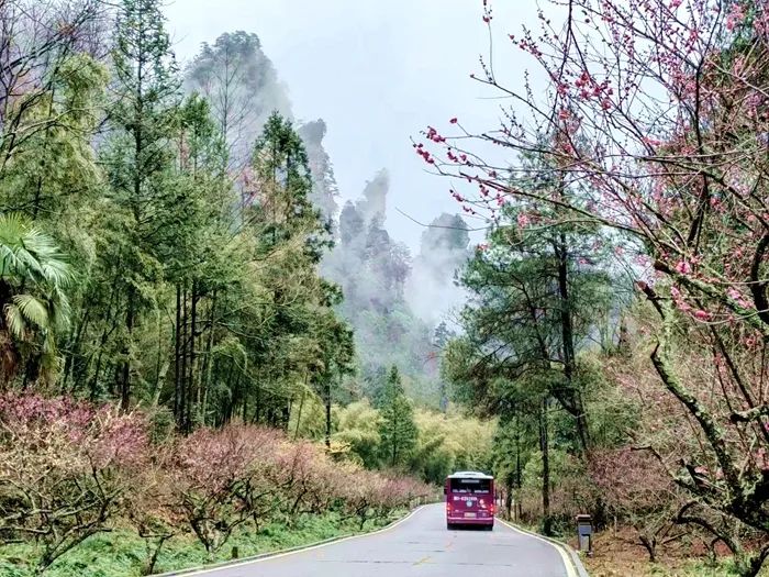 黄石寨：梅花引来春风度 柔芳正好踏青时