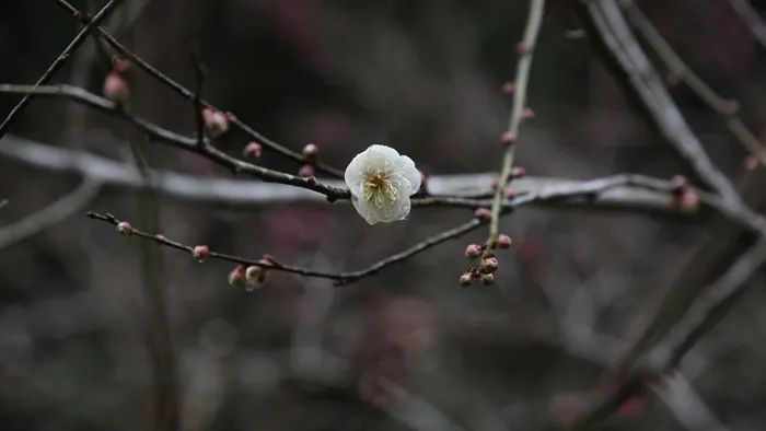 黄石寨：梅花引来春风度 柔芳正好踏青时