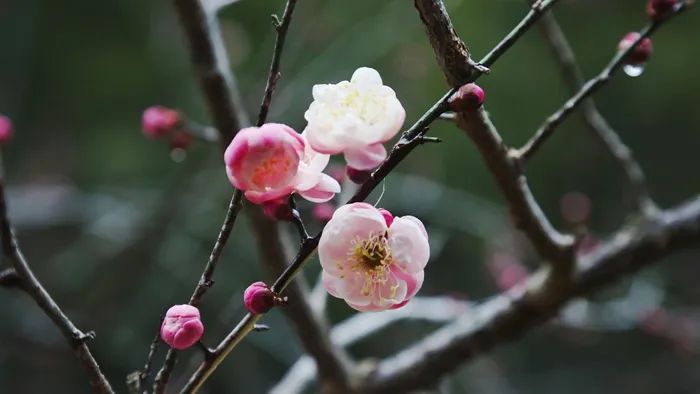 黄石寨：梅花引来春风度 柔芳正好踏青时