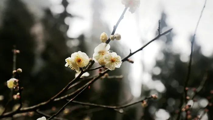 黄石寨：梅花引来春风度 柔芳正好踏青时