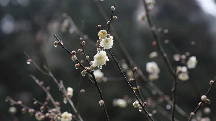 黄石寨：梅花引来春风度 柔芳正好踏青时